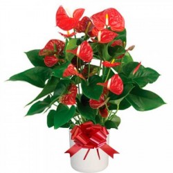 Anthurium rosa